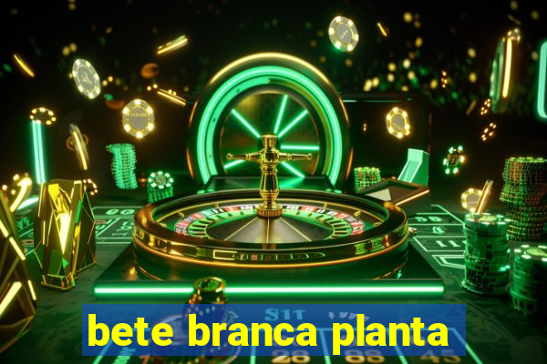 bete branca planta